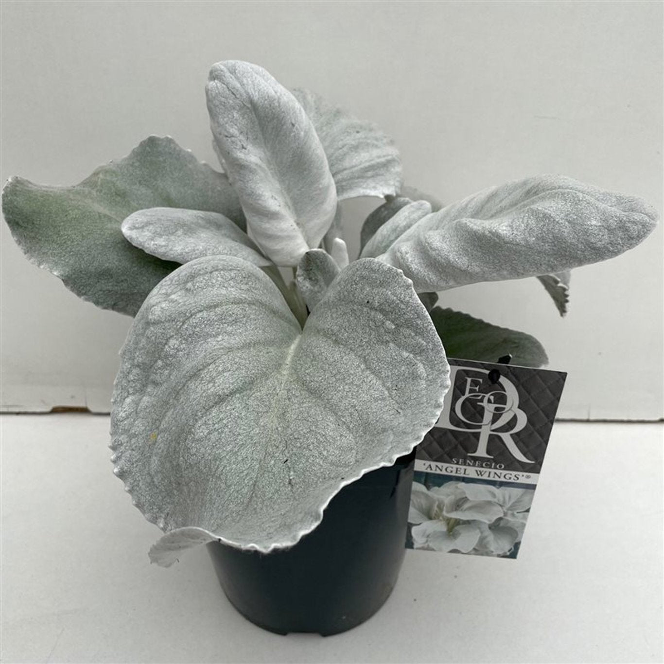 Silverkudde – Senecio 'Angel Wings' - C5